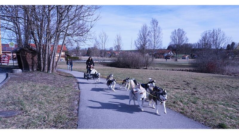 Insgesamt acht Huskys bringen die beiden von Weolheim Richtung Murnau