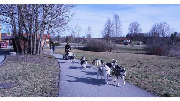 Insgesamt acht Huskys bringen die beiden von Weolheim Richtung Murnau