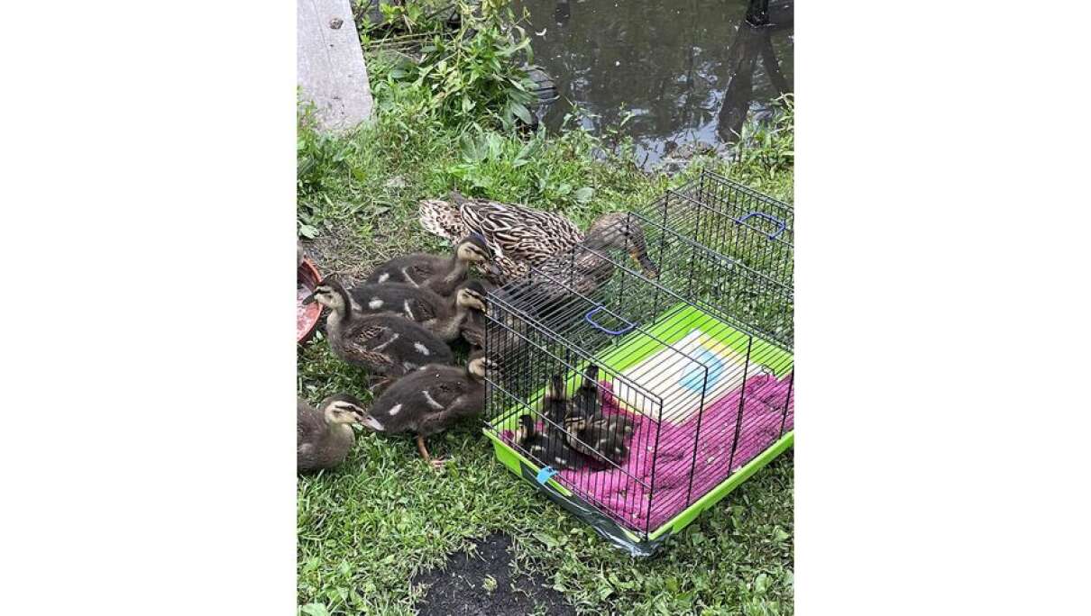 Verwaiste Entenküken von Gaimersheim finden schönes neues Zuhause